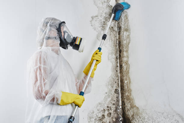 Best Mold Removal Process  in Martindale, TX