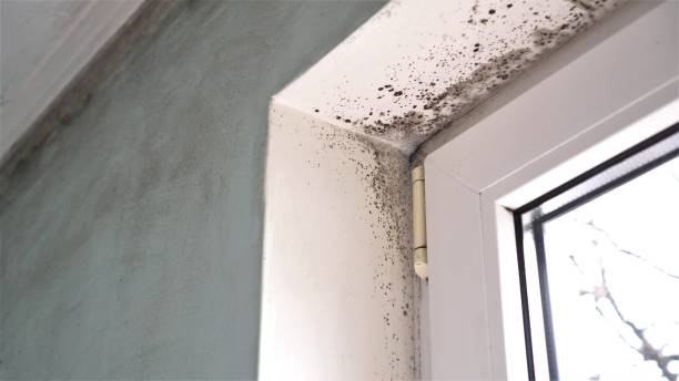 Best Emergency Mold Removal  in Martindale, TX