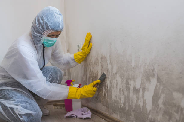 Mold Removal Process in Martindale, TX