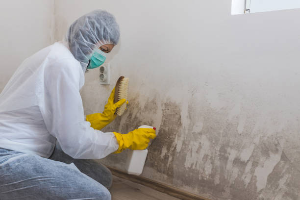 Best Mold Damage Repair  in Martindale, TX