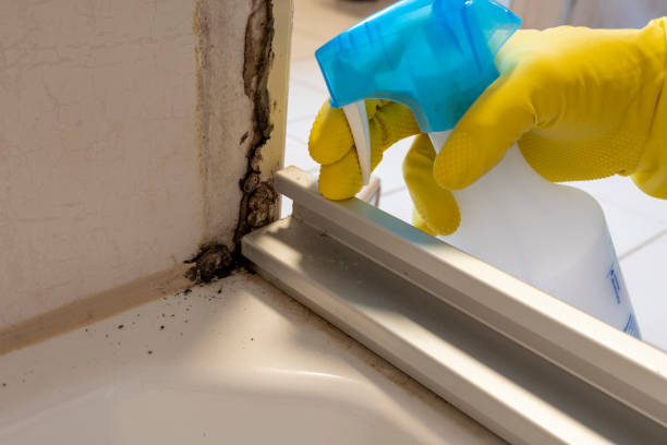 Best Mold Remediation Services  in Martindale, TX