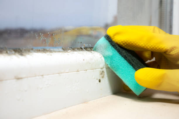 Best Mold Cleaning Services  in Martindale, TX