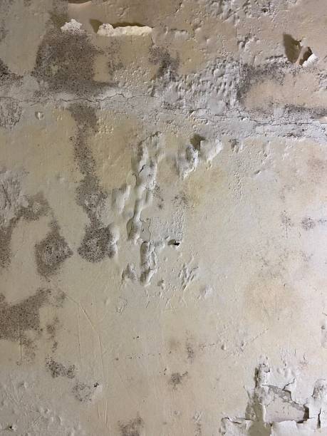 Best Affordable Mold Removal  in Martindale, TX