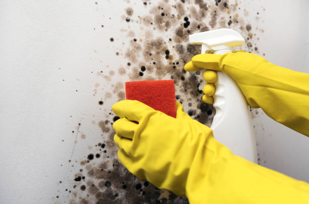 Best Mold Testing  in Martindale, TX