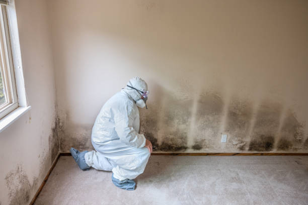 Best Toxic Mold Removal  in Martindale, TX