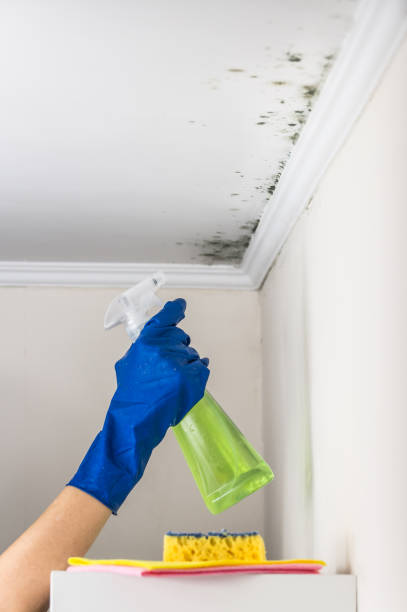 Best Water Damage Restoration  in Martindale, TX