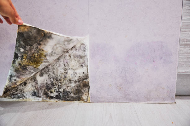 Best Best Mold Removal Companies  in Martindale, TX